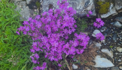 Discovering the flowers of the Pyrenees